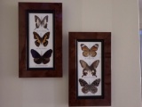 2 Framed Butterfly Mounts