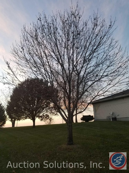 Assortment of Deciduous (Leafy) Trees throughout the property