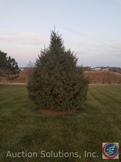 Assortment of Evergreen and Pine Trees throughout the property; and All Bushes Next to the House