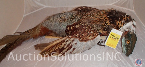 CIRCUS GAFF** "Archaepteryx"-"Dinosaur Bird" on wood mount