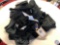 (9) Adult Volleyball Uniforms