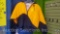 Child Size M Birdie Jacket