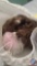 Assorted Wigs