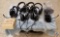 (7) Plantronics 2 Earpiece Headsets, Tripoc DC3.5 Cellular Corded On-Ear Headset-Missing Wind Screen