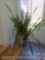 Sansevieria Snake Plant (Large, stands about 6' Tall)