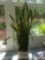 Sansevieria Snake Plant (Large, stands about 6' Tall) w/ Plant Stand