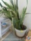Sansevieria Snake Plant (Large, stands about 5' Tall)