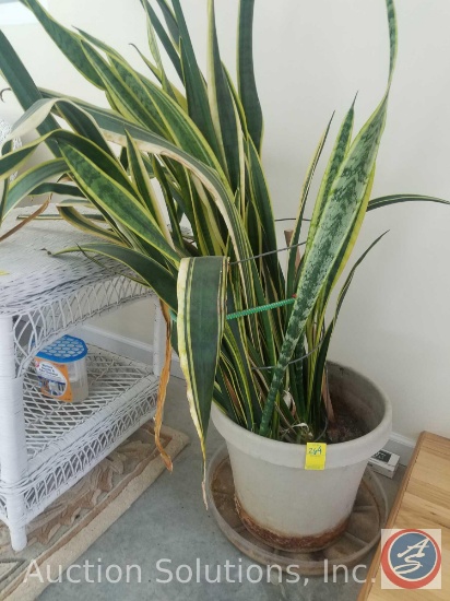 Sansevieria Snake Plant (Large, stands about 5' Tall)