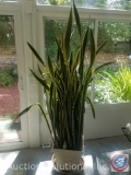 Sansevieria Snake Plant (Large, stands about 6' Tall) w/ Plant Stand