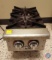 Star Max 2 Burner Gas Stove Top Model 602HF 12
