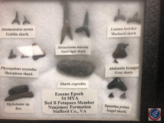 Missouri Side Notch Poplar Bluff MO. Arrowhead, Antique Shark Teeth Collections