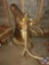 Taxidermy Elk {{RIGHT ANTLER IS BROKEN}}