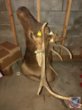 Taxidermy Elk {{RIGHT ANTLER IS BROKEN}}