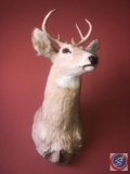 Taxidermy Young Buck Mounted Head and Shoulders
