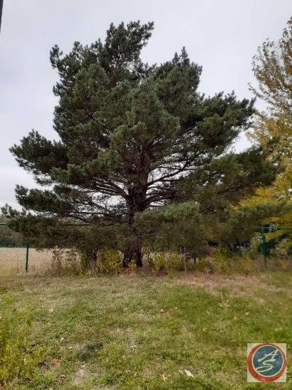 Mature Tree {{Buyer Must Remove, Must Show Proof of Certificate of Liability Insurance}}