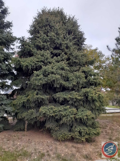 Mature Tree {{Buyer Must Remove, Must Show Proof of Certificate of Liability Insurance}}