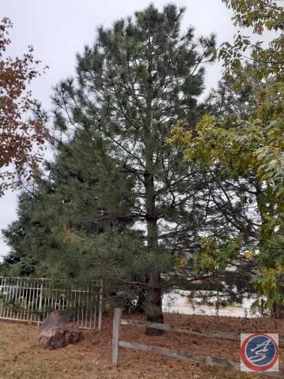 Mature Tree {{Buyer Must Remove, Must Show Proof of Certificate of Liability Insurance}}
