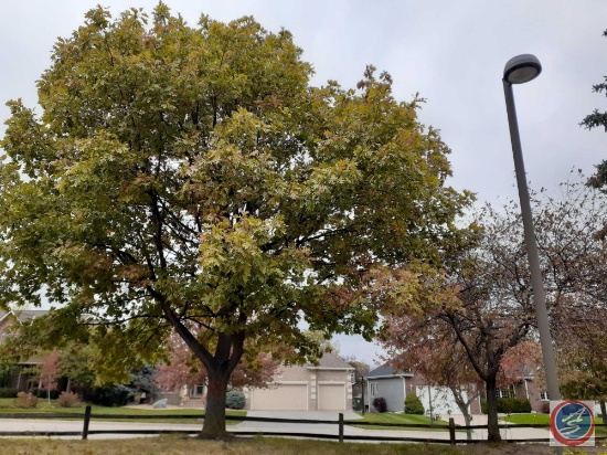 Mature Tree {{Buyer Must Remove, Must Show Proof of Certificate of Liability Insurance}}