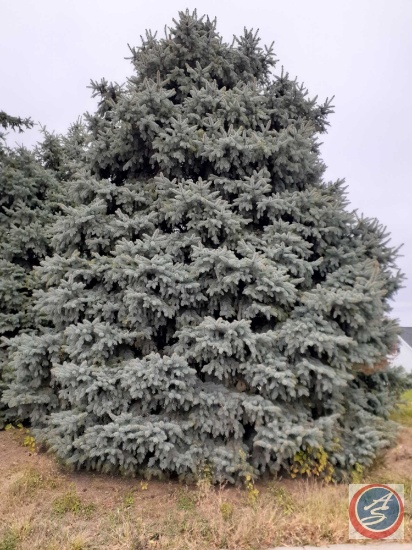 Mature Tree {{Buyer Must Remove, Must Show Proof of Certificate of Liability Insurance}}