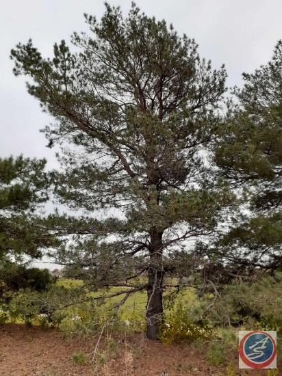 Mature Tree {{Buyer Must Remove, Must Show Proof of Certificate of Liability Insurance}}