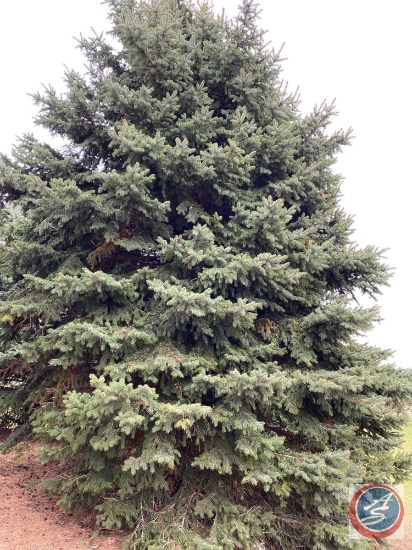 Mature Tree {{Buyer Must Remove, Must Show Proof of Certificate of Liability Insurance}}
