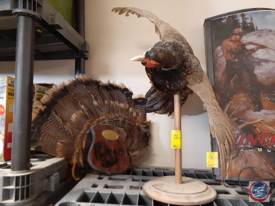 Turkey Feather Trophy and Taxidermy Pheasant on Stand
