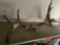 Set of Horns with Top of Skull