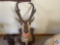 Mounted Taxidermy Antelope