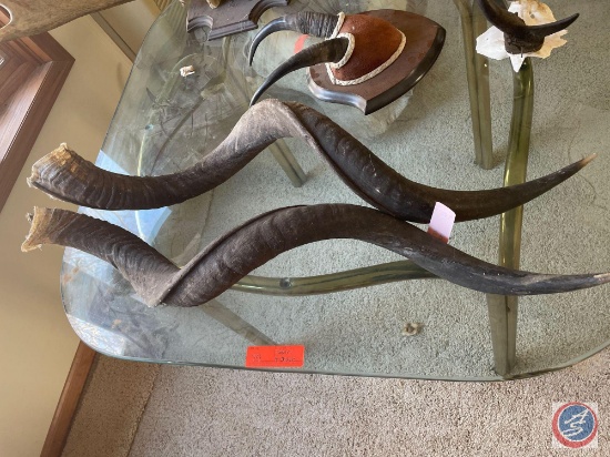 Set of Greater Kudu Horns {{NOT MOUNTED}}