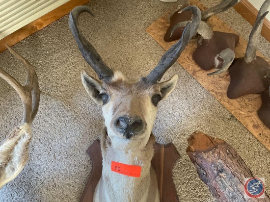 Taxidermy Antelope Head