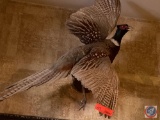 Mounted Pheasant Male Taxidermy