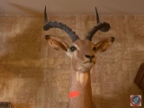 Impala Head Taxidermy