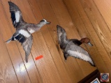 (2) Taxidermy Ducks