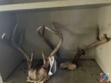 (2) Sets of Small Game Horns
