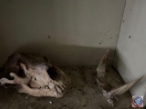 Set of Mountain Goat Horns and Skull of Animal