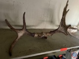 Set of Horns with Top of Skull