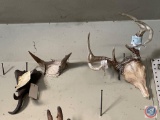 Set of Antelope Horns, Set of Mountain Goat Horns with Top of Skull and Small Game Horns with Top of
