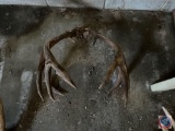 Set of Horns with Top of Skull