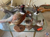 Taxidermy Pheasant and (2) Ducks