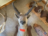 Taxidermy Antelope Head