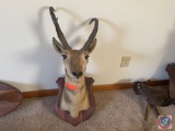 Taxidermy Mounted Antelope Head