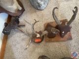 (2) Sets of Mounted Antelope Horns, Set of Small Horns {{ANIMAL UNKNOWN}} and Taxidermy Pheasant Hen