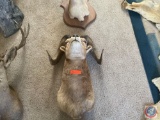 Ram Taxidermy