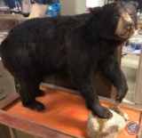 Bear Mount, pope and young score 19 three-quarter inches, shot in Manitoba Canada