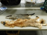 TANNED FOX HIDE & TANNED GROUNDHOG HIDE