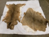 (2) TANNED DEER HIDES