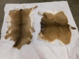 (2) TANNED DEER HIDES