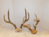 (2) DEER ANTLERS W/ SKULL PIECE