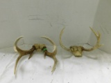 (2) DEER ANTLERS W/ SKULL PIECE