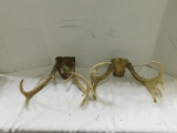 (2) DEER ANTLERS W/ SKULL PIECE